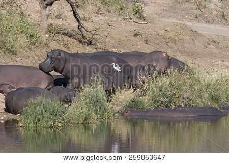 An Egret Rests On A Baby Hippo