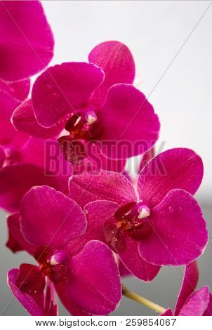 Pink Orchid Flowers Isolated On Blur Background.