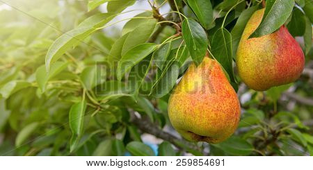 William Bon Chretian Pears Ripening On The Tree.