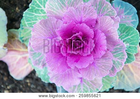 Decorative Cabbage With Violet Leaves Top View. Kale Plant Flowering Outdoor. Garden Decorative Crop