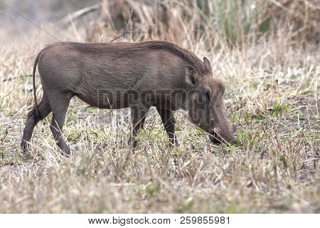 A Wart Hog Forages For Food In Africa