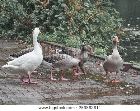 View Of A Group Of Ducks In Cardiff Roath Park