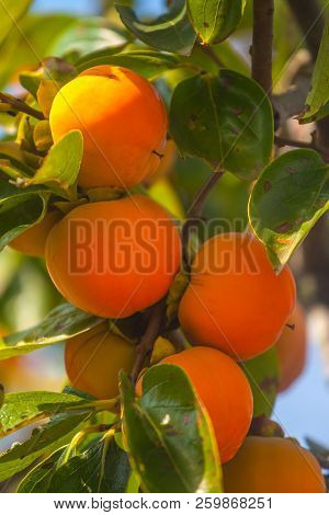 Ripe Orange Persimmons On The Persimmon Tree, Fruit