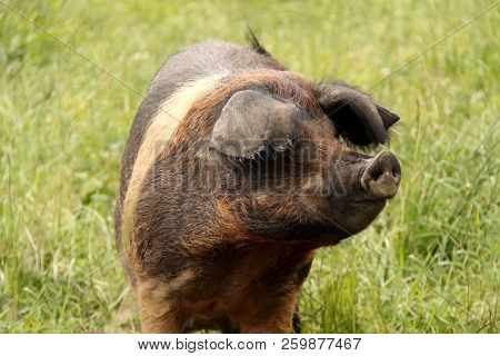 The Head Of A Typical Farmyard Saddleback Pig.