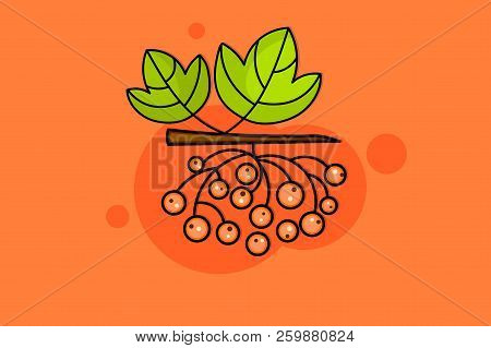 Kalina Fruit Branch Sketch With Red Berry And Green Leaf.