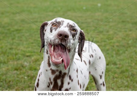 Cute Dalmatian Puppy With Lolling Tongue Is Standing On A Spring Meadow. Pet Animals.