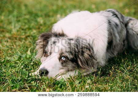 Border Collie Or Scottish Sheepdog Adult Dog Sitting In Green Grass.