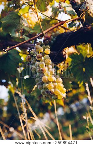 Mature Green / White Grapes In The Vineyards. Ready For Harvest.