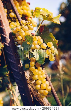 Mature Green / White Grapes In The Vineyards. Ready For Harvest.