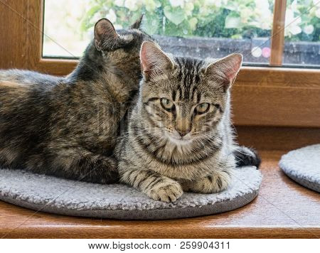 Portrait Of Two Cats Lying On A Window. Two Cute Kittens On The Window.