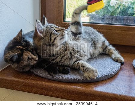 Portrait Of Two Cats Lying On A Window. Two Cute Kittens On The Window. Little Kittens Play On The W