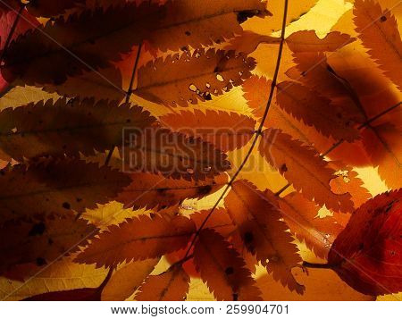 Fallen Autumn Leaves On The Lumen. Plant Texture.  Background.