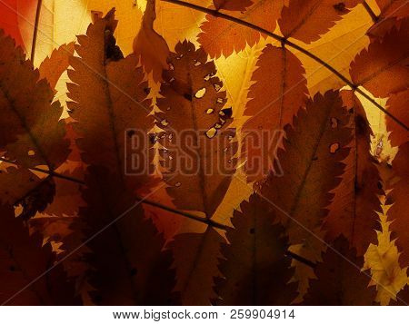 Fallen Autumn Leaves On The Lumen. Plant Texture.  Background.