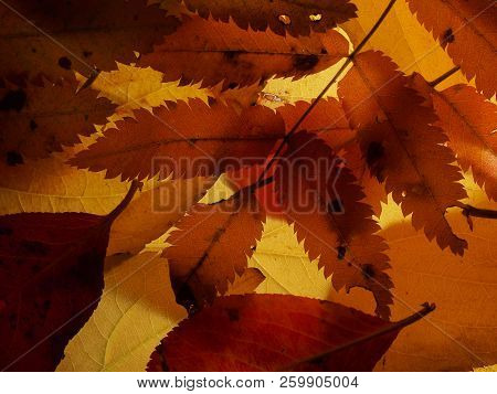 Fallen Autumn Leaves On The Lumen. Plant Texture.  Background.