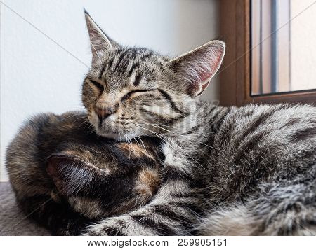 Portrait Of Two Cats Lying On A Window. Two Cute Kittens On The Window.