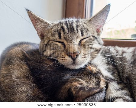 Portrait Of Two Cats Lying On A Window. Two Cute Kittens On The Window.