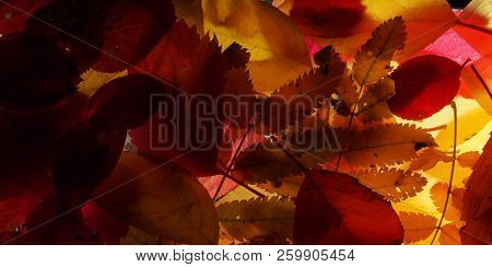 Fallen Autumn Leaves On The Lumen. Plant Texture.  Background.