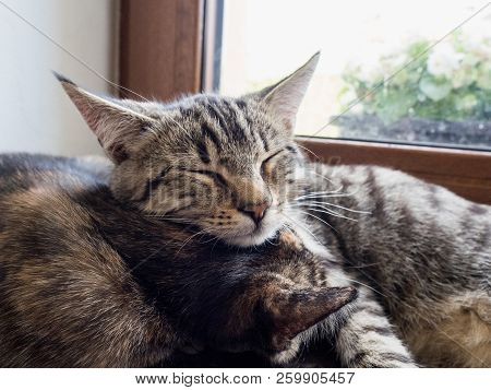 Portrait Of Two Cats Lying On A Window. Two Cute Kittens On The Window.