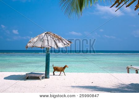 Ziege am schönen tropischen Strand auf der Agatti Island, Indien