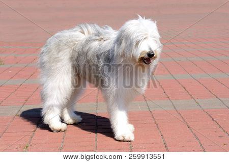 South Russian Sheepdog Right Side. The South Russian Sheepdog Is In The Park.
