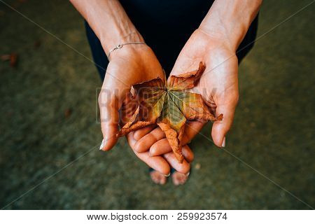 Yellow Autumn Leaves In The Palm Of A Girl.