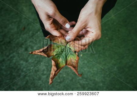 Woman Hold Nice Yellow Leaf In Hand.