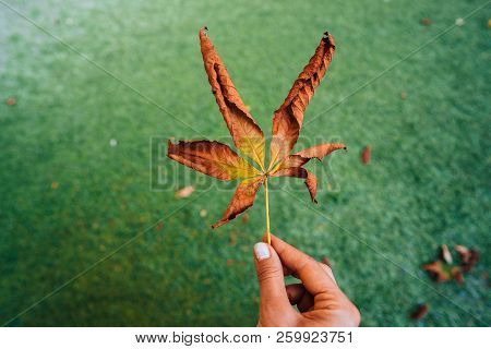Woman Hold Nice Yellow Leaf In Hand.