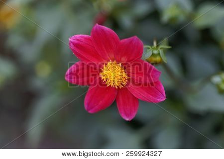 Red Dahlia (dahlia Coccinea)