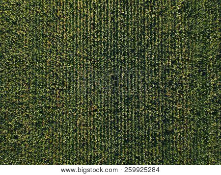 Aerial View Of Cultivated Sweetcorn Plantation, Top View From Drone Pov