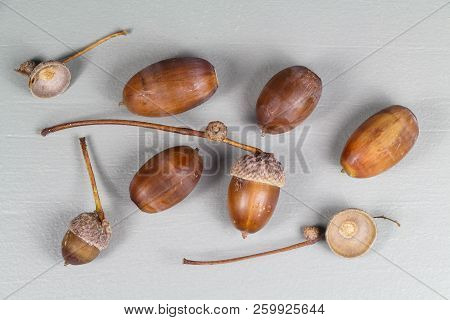 Acorns And Cupules After Harvest In A Forest During Autumn