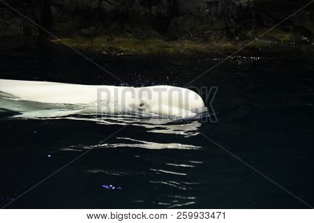 Beluga Whale, White, In Water, Delphinapterus Leucas, Animal, Side View