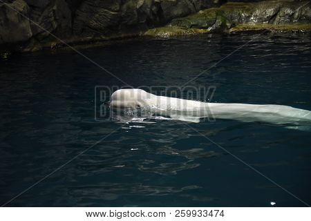 Beluga Whale, White, In Water, Delphinapterus Leucas, Animal, Side View