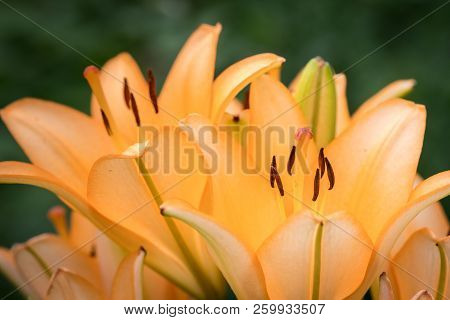 A Big Orange Tiger Lily In The Garden Summer