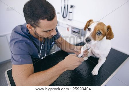 Small Puppy Having His Nails Trimmed By A Veterinarian