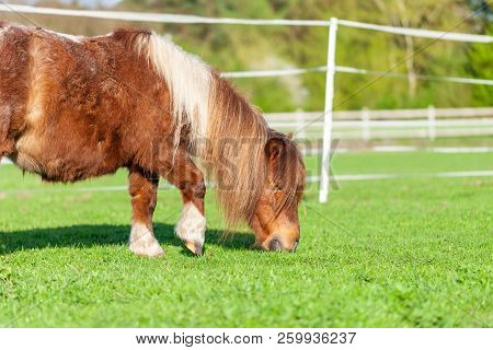 Portrait Of A Mini Shetlandpony On A Green Meadow