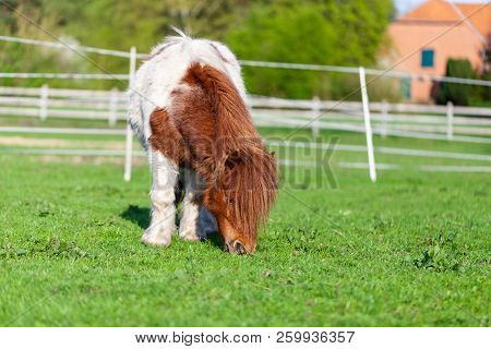 Portrait Of A Mini Shetlandpony On A Green Meadow