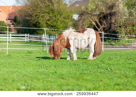 Portrait Of A Mini Shetlandpony On A Green Meadow