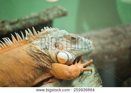 Green Iguana on branch