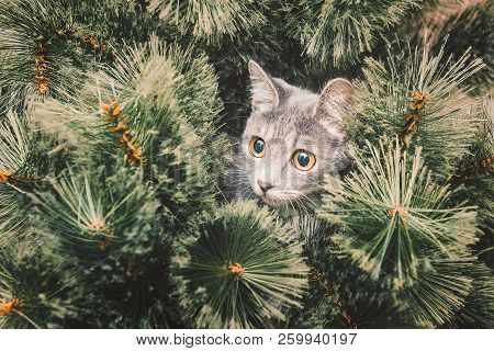 Сurious Gray Kitten Climbed Onto Christmas Tree. New Year Theme. Toned