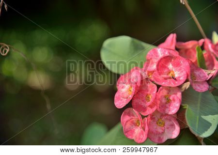 Euphobia Milli Red Flowers In Nature Background