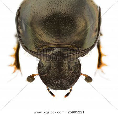 Onthophagus Illyricus