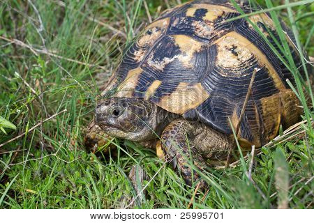 Testudo Graeca