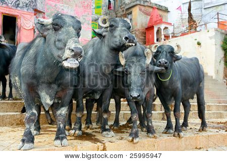 La faccia e tutto il corpo della vacca indiana, Varanasi, India