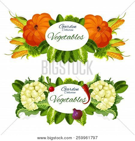 Garden Vegetables, Pumpkins, Sweet Corn And Cauliflower, Radish And Red Pepper, Green Lettuce Leaves