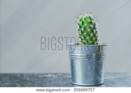 Houseplant, Cactus, Mamilyaria In A Metal Flowerpot On Gray Table, Horizontal