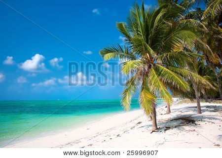 Insel Paradies - Palmen hängen über einen weißen Sandstrand mit atemberaubenden türkisblauen und whi