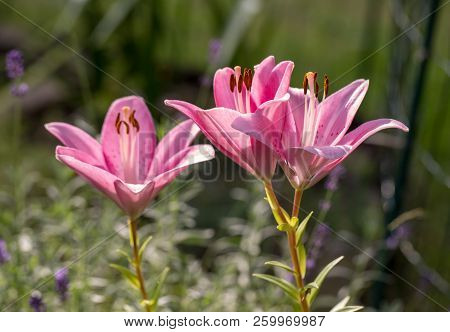 Close-up Of Pink Liles Flowers.  Common Names For Species In This Genus Include Fairy Lily Rainflowe