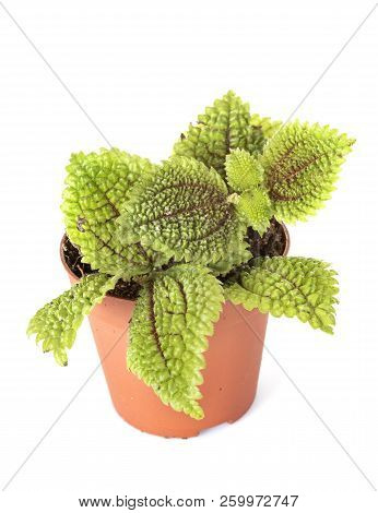 Hypoestes Plant In Front Of White Background