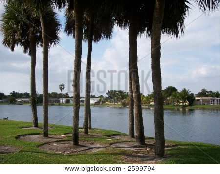 Florida palmer med søen i baggrunden