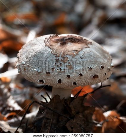 Young Parasol Mushroom (macrolepiota Procera Or Lepiota Procera) Growing In Forest With Dry Leaves A